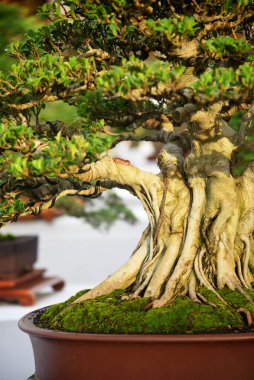 Ayrıntılı olarak Bonsai Ağacı ve kapatın