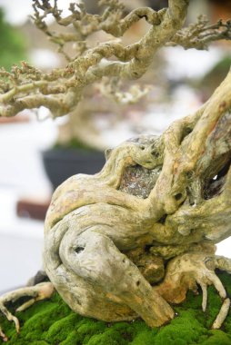 Ayrıntılı olarak Bonsai Ağacı ve kapatın