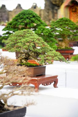 Ayrıntılı olarak Bonsai Ağacı ve kapatın