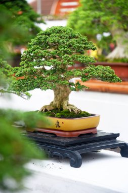 Ayrıntılı olarak Bonsai Ağacı ve kapatın