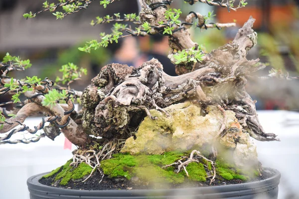 Ayrıntılı olarak Bonsai Ağacı ve kapatın