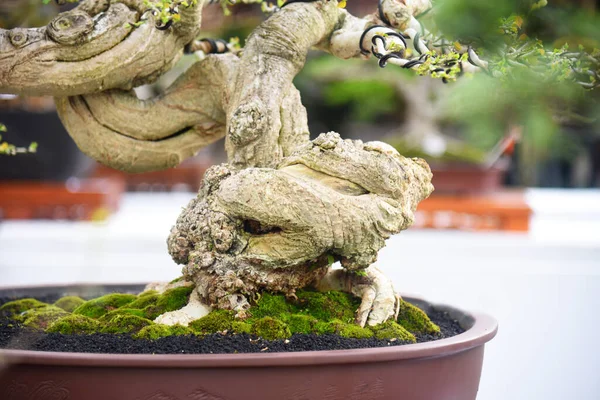 Ayrıntılı olarak Bonsai Ağacı ve kapatın
