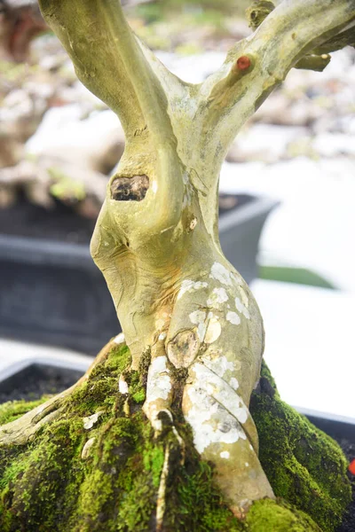 Ayrıntılı olarak Bonsai Ağacı ve kapatın