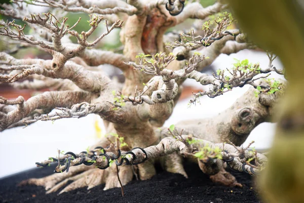 Ayrıntılı olarak Bonsai Ağacı ve kapatın