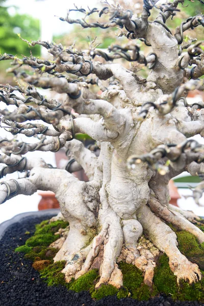 Ayrıntılı olarak Bonsai Ağacı ve kapatın