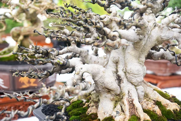 Ayrıntılı olarak Bonsai Ağacı ve kapatın
