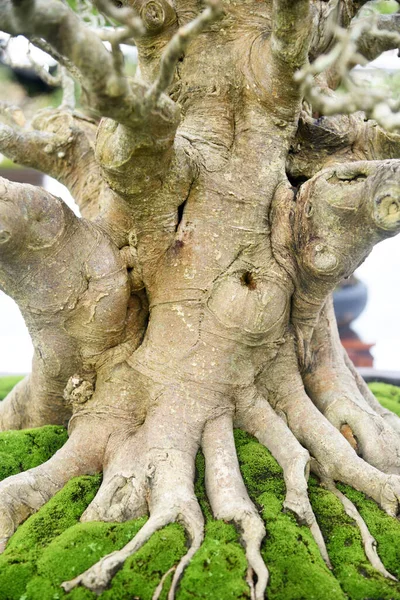 Ayrıntılı olarak Bonsai Ağacı ve kapatın