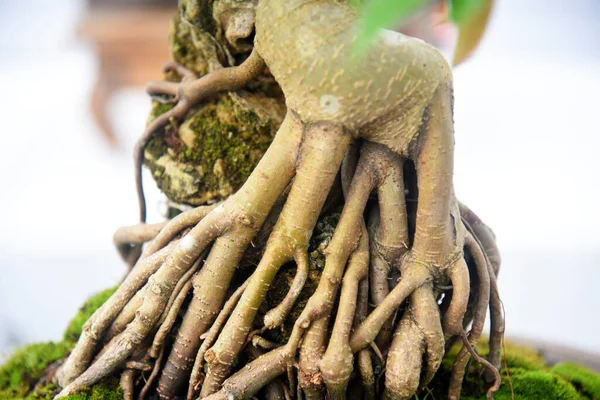 Ayrıntılı olarak Bonsai Ağacı ve kapatın