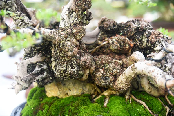 Ayrıntılı olarak Bonsai Ağacı ve kapatın