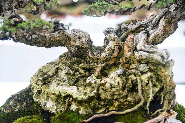 Ayrıntılı olarak Bonsai Ağacı ve kapatın