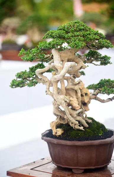 Ayrıntılı olarak Bonsai Ağacı ve kapatın