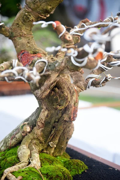 Ayrıntılı olarak Bonsai Ağacı ve kapatın