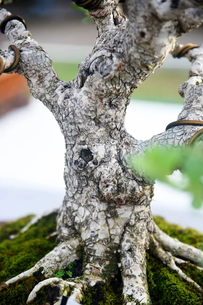 Ayrıntılı olarak Bonsai Ağacı ve kapatın