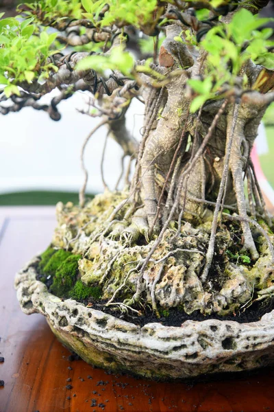 Ayrıntılı olarak Bonsai Ağacı ve kapatın
