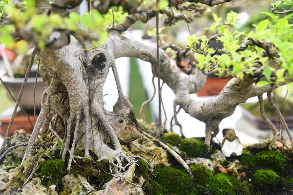 Ayrıntılı olarak Bonsai Ağacı ve kapatın