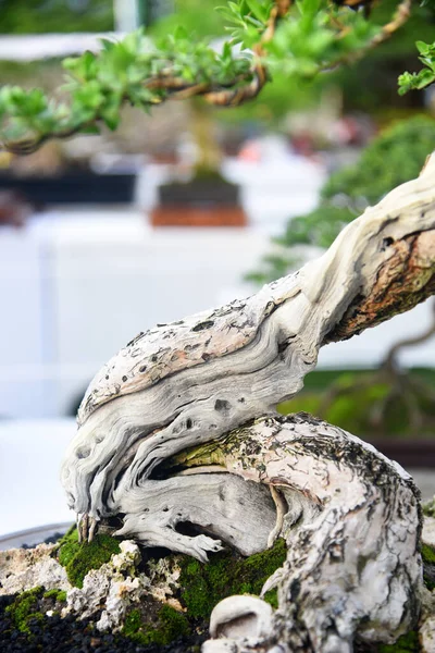 Ayrıntılı olarak Bonsai Ağacı ve kapatın