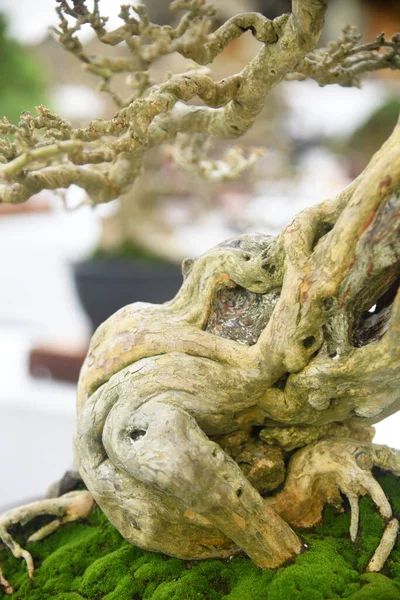 Ayrıntılı olarak Bonsai Ağacı ve kapatın