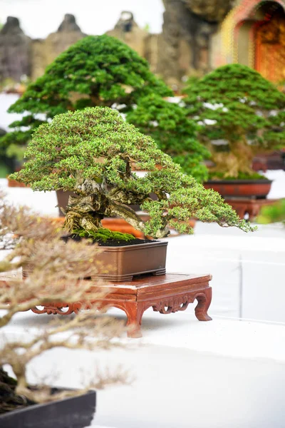 Ayrıntılı olarak Bonsai Ağacı ve kapatın
