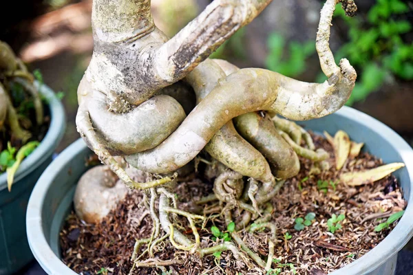 Ayrıntılı olarak Bonsai Ağacı ve kapatın