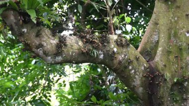 Vahşi doğa meyveleri, ormanın ortasında büyümek.