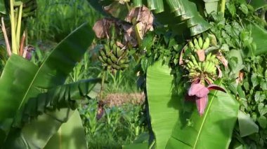 Muz meyveleri ağaçta taze yetişiyor.