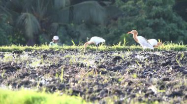 Beyaz kuşlar (Büyük Mavi Balıkçıl) pirinç tarlasında yiyecek arıyorlar, dumanlı çiftçi arka planı ile