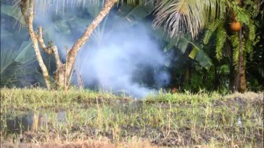 Çeltik tarlasında yanan çimenler.