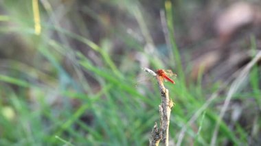 Renkli ejderha sineği, uçuyor ve eski çimlerin üzerinde duruyor