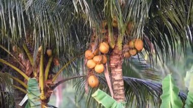 Hindistan cevizi meyveleri ağaçta taze taze yetişiyor.