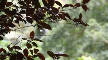 Ormanda yaprak gibi kapanıyor, rüzgâr gibi esiyor.