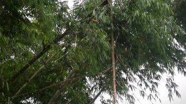 Ormanda yaprak gibi kapanıyor, rüzgâr gibi esiyor.