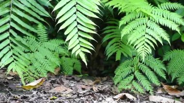 Eğreltiotu yaprakları ormanda büyür, rüzgarla eser.