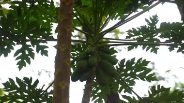 Papaya meyveleri ağaçta taze yetişiyor, rüzgarla esiyor.