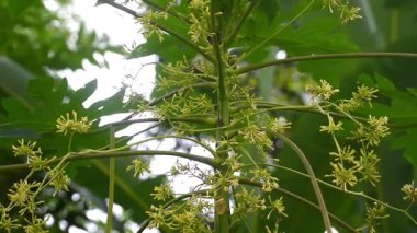 Papaya meyveleri ağaçta taze yetişiyor, rüzgarla esiyor.