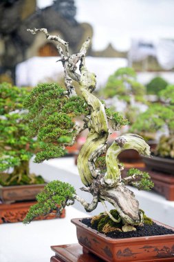 Ayrıntılı olarak Bonsai Ağacı ve kapatın