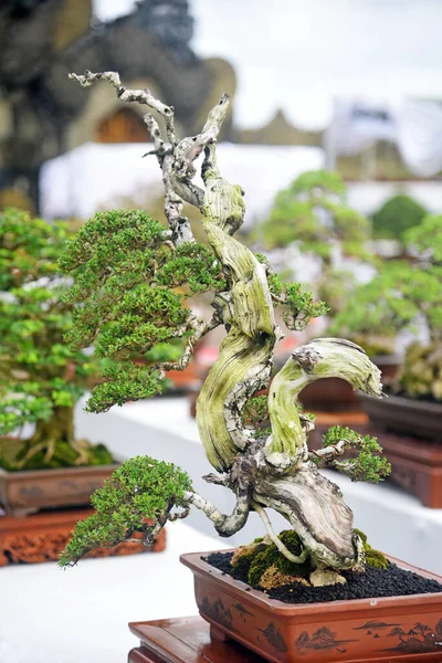 Ayrıntılı olarak Bonsai Ağacı ve kapatın