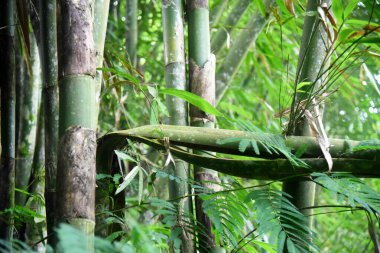 Bambu ağacı yakın plantasyonda büyür.