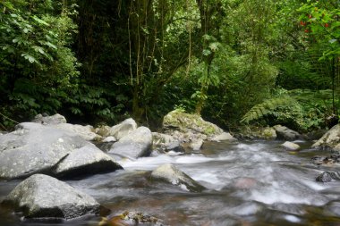 Ormanda doğal nehir taşı ön planı, bulanık doğa arka planı.