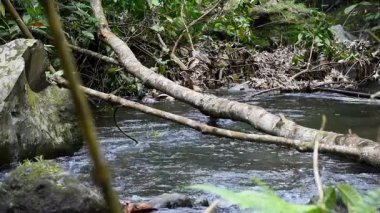 Ormanın ortasındaki nehirde birkaç kırık odun parçası var.