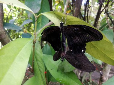 Kelebek doğada yakın çekim