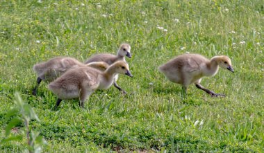 Kanada Kazı kuşlar gıda çim arıyorsunuz