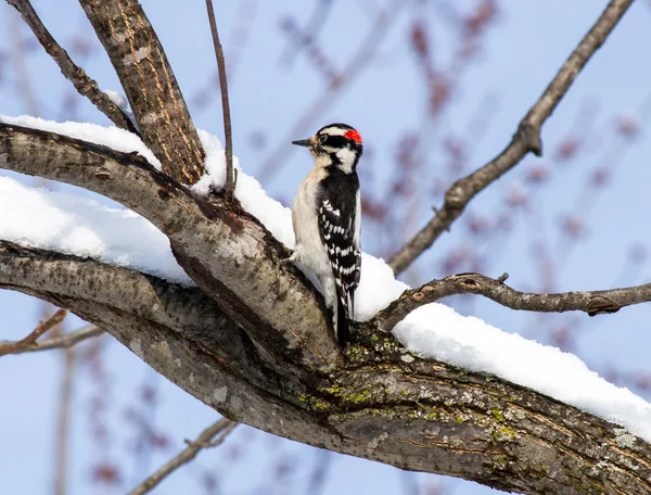 Pájaro carpintero después de una nevada — Foto de Stock