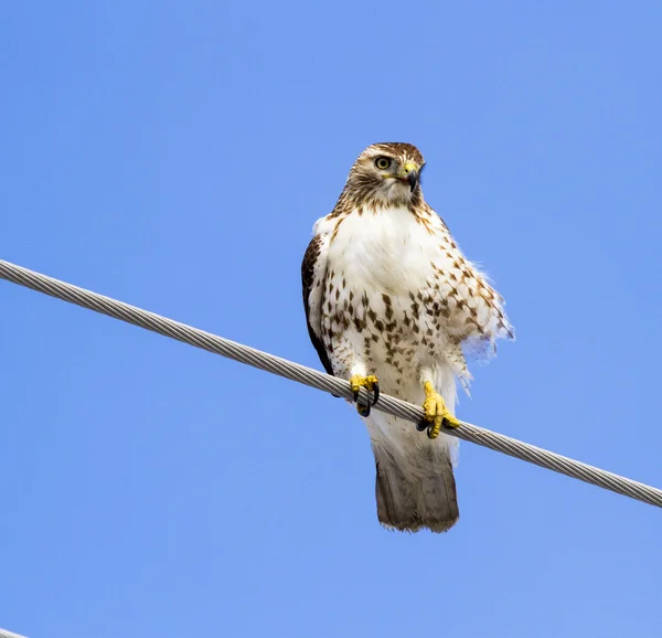 Redtail Hawk After Eating A Meal — Stock Photo, Image