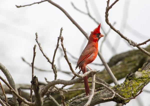 Hombre cardenal del norte en un árbol — Foto de Stock