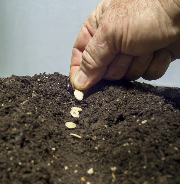 Piantare Semi Nel Terreno — Foto Stock