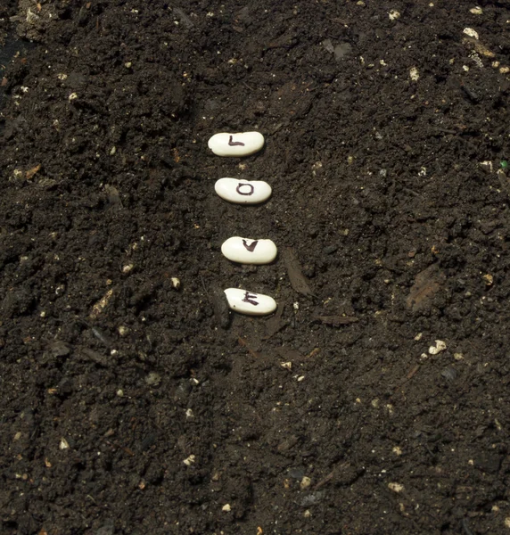 Plantation de graines d'amour dans une rangée de jardin — Photo