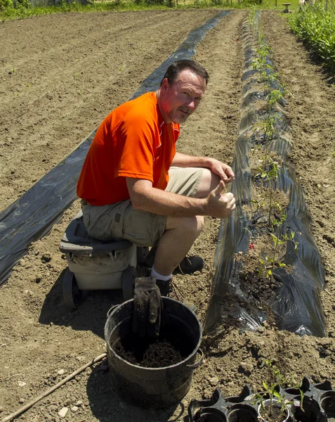 Agricultor orgánico feliz después de terminar una fila de plantas de tomate — Foto de Stock