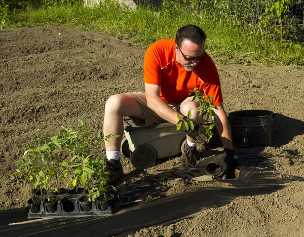 Organic Farmer Planting A Tomato Plants — Stock Photo, Image