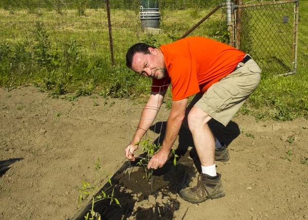 Organic Farmer Adjusting A Tomato Cage — Stock Photo, Image