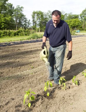 Bazı domates bitkileri sulama çiftçi